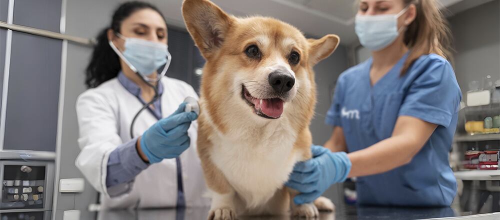 Accede al 10% de descuento adicional en Mastica y dale a tu mascota lo que más necesita.