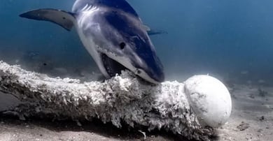 "Los contenedores de basura del océano": la dieta salvaje de los tiburones más temibles