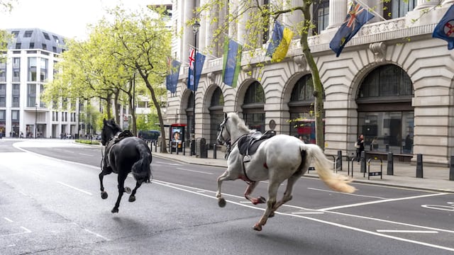 Cinco caballos militares se escapan por el centro de Londres y hieren a 4 personas