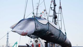 Japón retoma la caza comercial de ballenas tras 30 años de interrupción