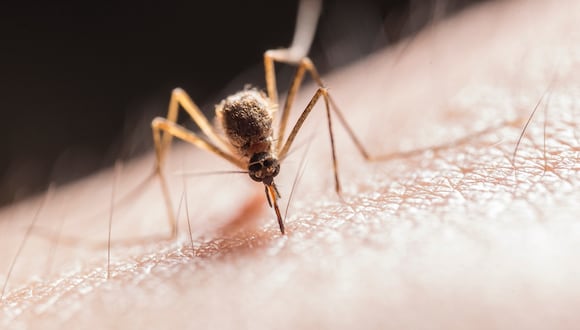 El zancudo transmisor del dengue ha sido motivo de preocupación para la salud pública en los últimos años.