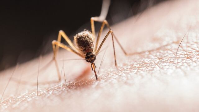 Dengue: 5 cosas que deberías de conocer sobre el zancudo transmisor de este enfermedad