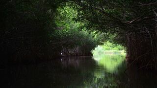 Pescadores recuperan manglares devastados por incendios y ganadería en el Golfo de México