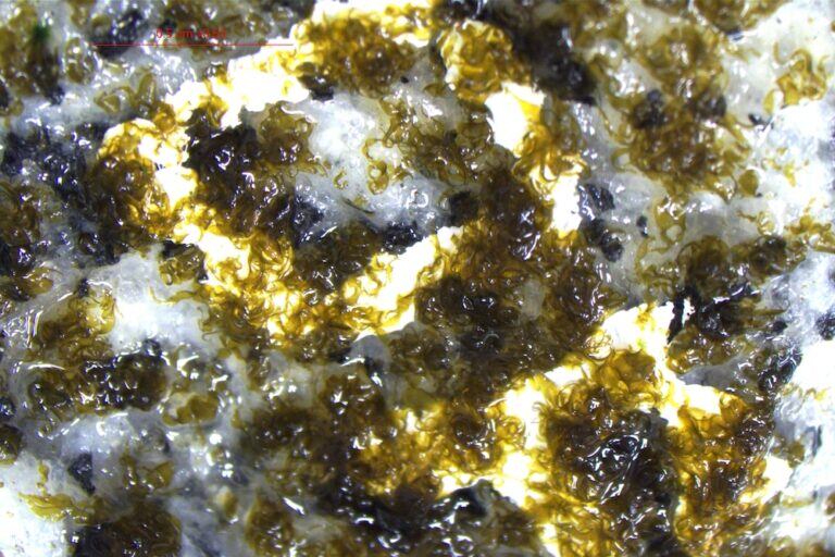 Cultivo de Lessonia. Foto: Laboratorio de ecología y biología molecular en algas (LEBMA) de la Universidad Andrés Bello.