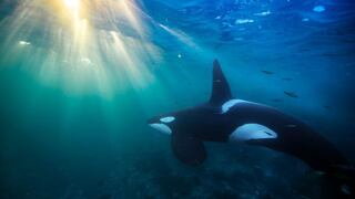 Orcas | El asesino silencioso que está acabando con ellas