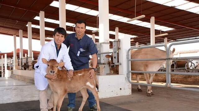 La historia de Alma C1, la primera vaca clonada en el Perú