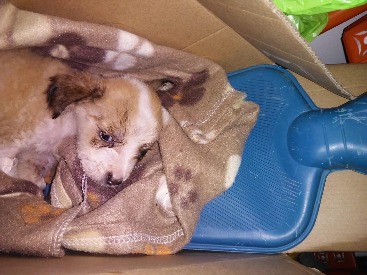 Trompito llegó al albergue con tan solo unos meses de vida.