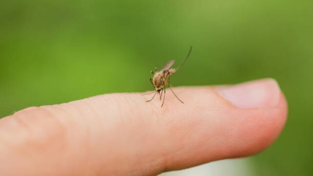 Así puedes evitar picadura de mosquitos durante el Verano 2024