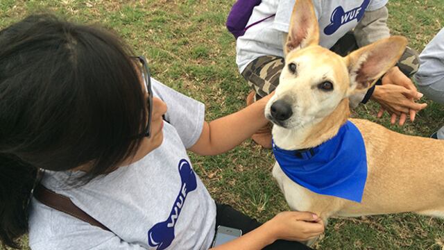 Actividades que puedes hacer con tu mascota en agosto