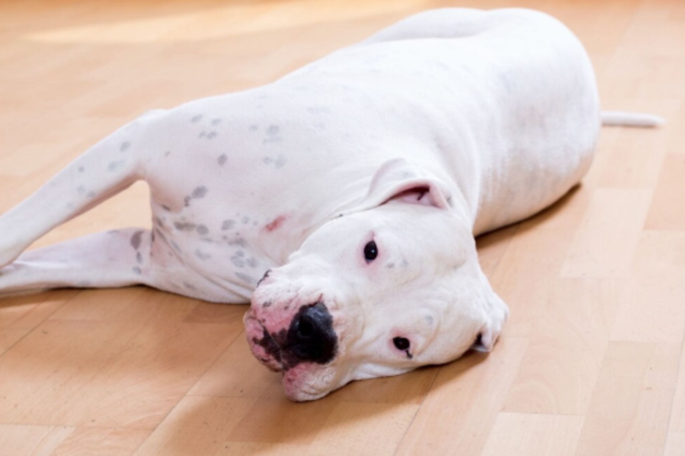 Habitualmente, los perros tienen esta costumbre, pareciendo que no tendría consecuencias. (Crédito: Freepik)