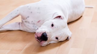 Los veterinarios lo consideran un grave error: por qué tu perro no debería dormir en el suelo