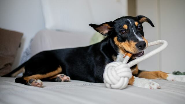 Consultorio WUF: ¿Cómo desinfectar adecuadamente los juguetes, la cama y el plato de tu mascota?