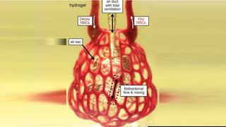 La bioimpresión de órganos en 3D consigue transmitir flujos corporales