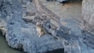 Áncash: Perro lleva atrapado dos días en una cueva de Caraz sin agua ni alimentos
