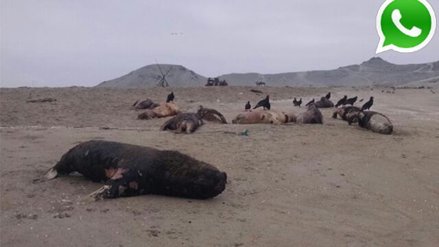 Vía WhatsApp: decenas de lobos marinos muertos en Anconcillo