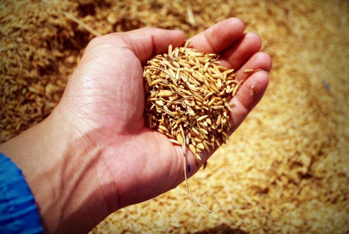 SALUD | La cebada es un cereal que contiene poco gluten. (Foto: icon0 com / Pexels)