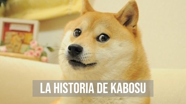 La historia de Kabosu: de perra rescatada a ícono de internet y cara de la criptomoneda Dogecoin
