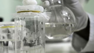 Vacuna contra el dengue: ¿Cuánto demoraría en llegar y cuánta eficacia tendría su aplicación?