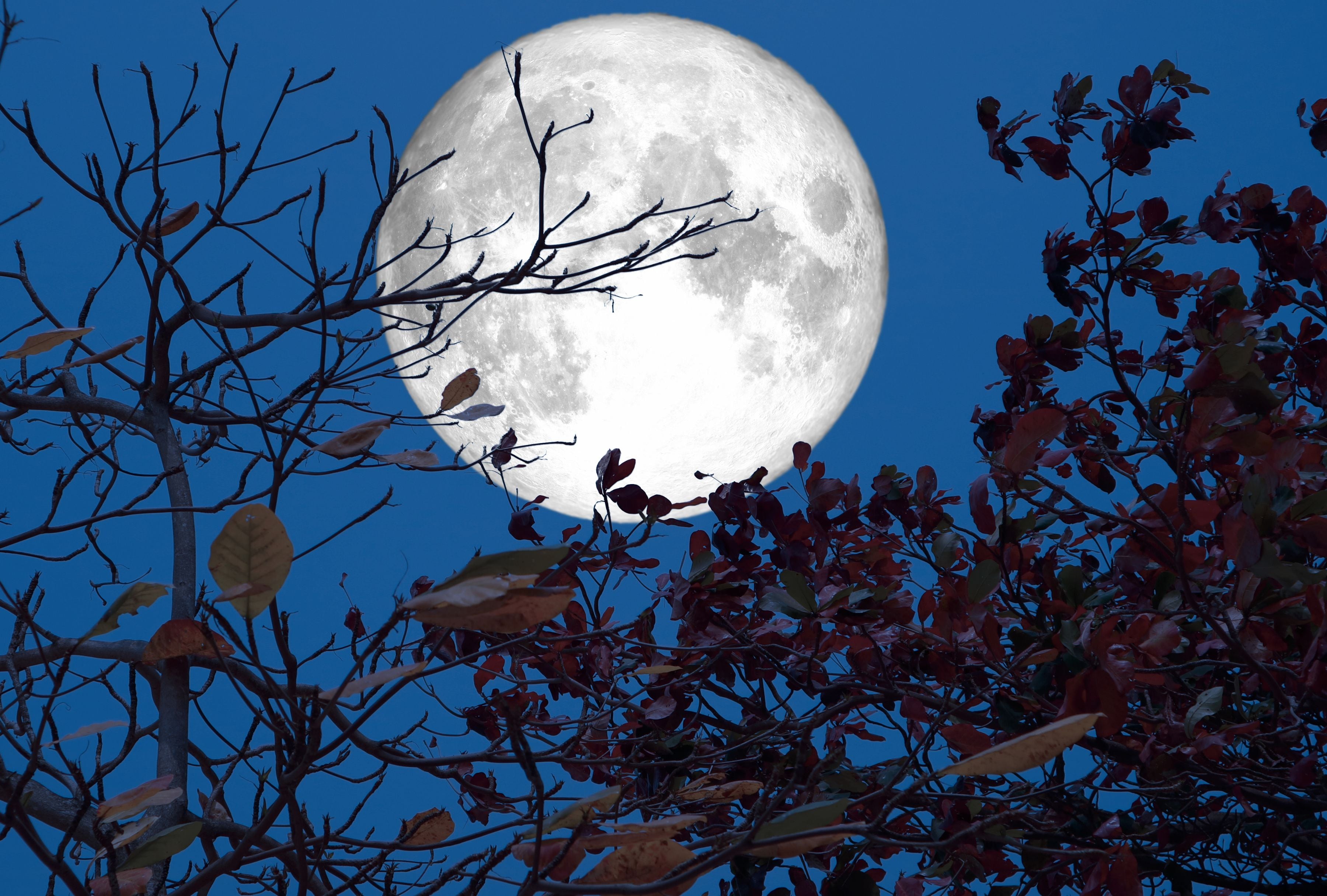 La Luna de Cosecha: un espectáculo celestial que no puedes perderte. (Foto: Chayanan/iStock)
