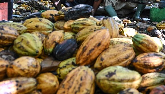 Imagen referencial que muestra varios frutos de cacao | Foto: AFP