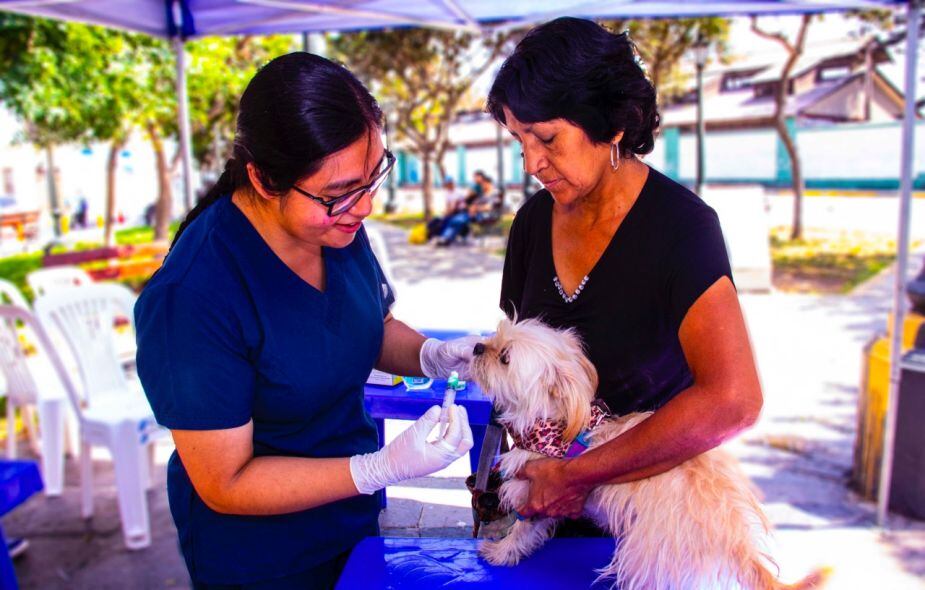 Campaña veterinaria gratis el 21 y 22 de septiembre en Lima y provincias: distritos, servicios y horarios | Foto: Archivo GEC