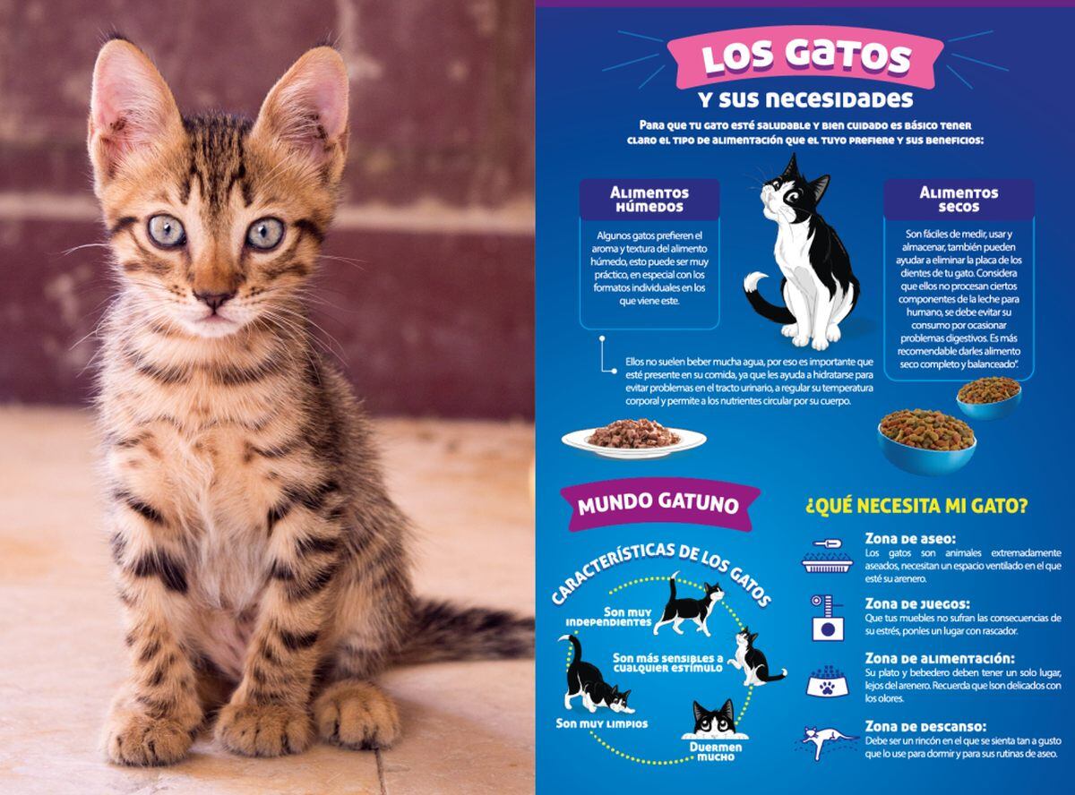 El papel del agua es fundamental para refrescar a un gato en verano, pero también hay que prestar atención a otros detalles. (Foto: Mustafa ezz en Pexels / Purina)