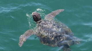 Aprueban el plan nacional de conservación de tortugas marinas