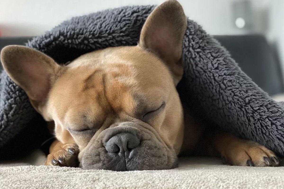 Alertan que tratar a un perro como si fuese un hijo más de la familia puede llevar a trastornos psicológicos | Foto: Pixabay / Mylene2401 (Referencial)