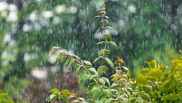 Habrá lluvias y nieve en 13 regiones del Perú: mira AQUÍ cuáles son, según Senamhi. (Foto: Pixabay)