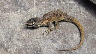 Nueva especie de lagartija para la ciencia es descubierta en la Reserva Paisajística Subcuenca del Cotahuasi