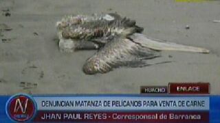 Huacho: hallaron centenares de pelícanos mutilados en la playa