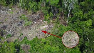 La tribu amazónica no contactada cuya existencia fue confirmada por un dron | VIDEO