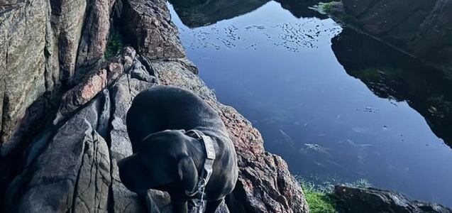 El rescate de un perro atrapado en acantilado: sobrevivió con agua de lluvia