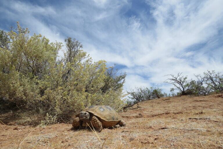 Los campos de San Antonio Oeste (provincia de Río Negro) son el punto más austral de la distribución de la tortuga terrestre argentina. Foto: cortesía Érika Kubisch.