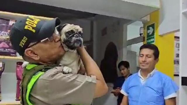 Breña: perrita pug agredida sería adoptada por comisaría Chacra Colorada 