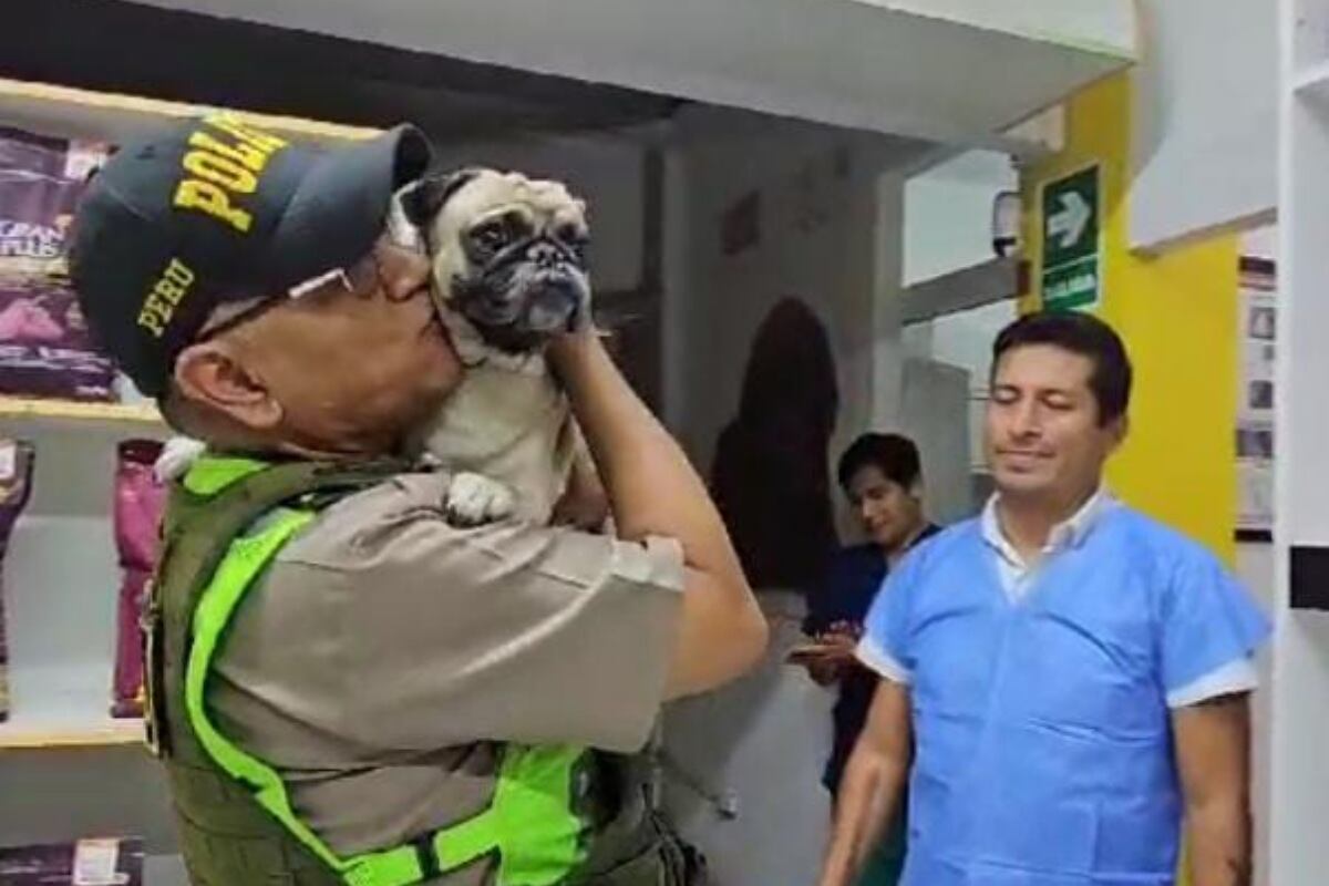 PNP indicó que han realizado la coordinación con el Ministerio Público a fin de solicitar la adopción de la perrita de raza pug que fue golpeado por su dueño. (Foto: Instagram)