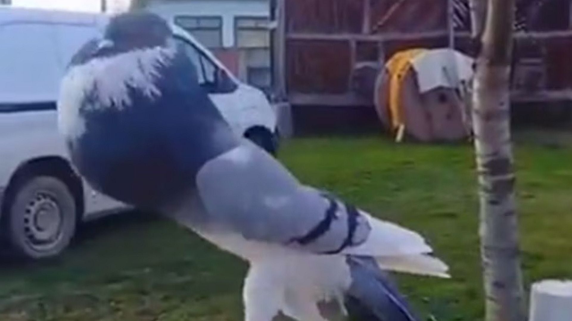 TikTok: así es la extraña paloma con pronunciado buche que causa sensación en Internet | En esta nota te mostraremos cómo es la paloma buchona, una especie que está llamando la atención de más de uno. (Archivo)