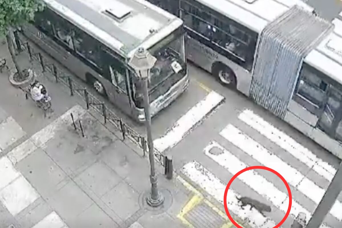 Cámaras de seguridad captaron el preciso momento en que la mascota fue atropellada. Los hechos se reportaron el jueves 7 de noviembre. Foto: captura @Alcoperú