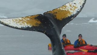 Ballenas en Antártica nadan a centímetros de un grupo de kayakistas | VIDEOS
