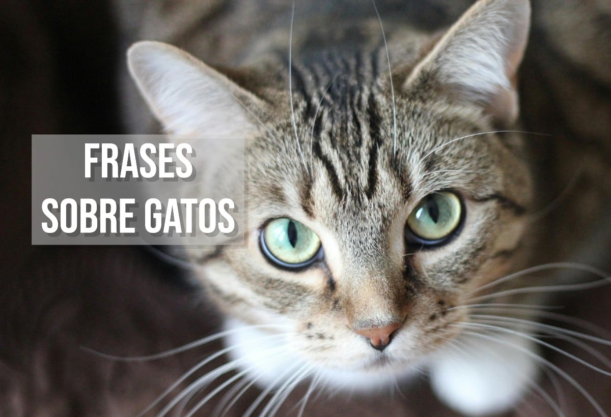 FRASES | Dedícale estos mensajes cortos y bonitos a tu gato. (Foto: Pexels)