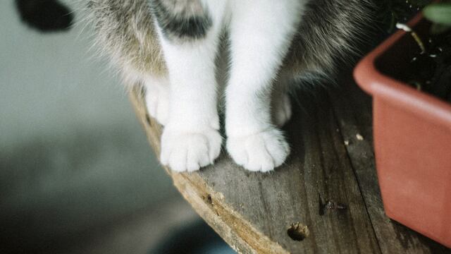 Cómo arreglar los muebles de madera arañados por tu gato