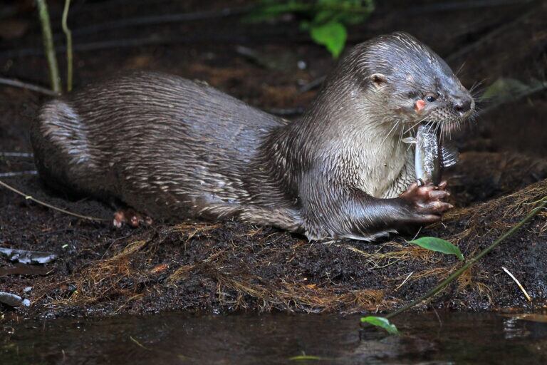 Nutria neotropical (Lontra annectens). Imagen tomada en Costa Rica. Foto: Víctor – Flickr.