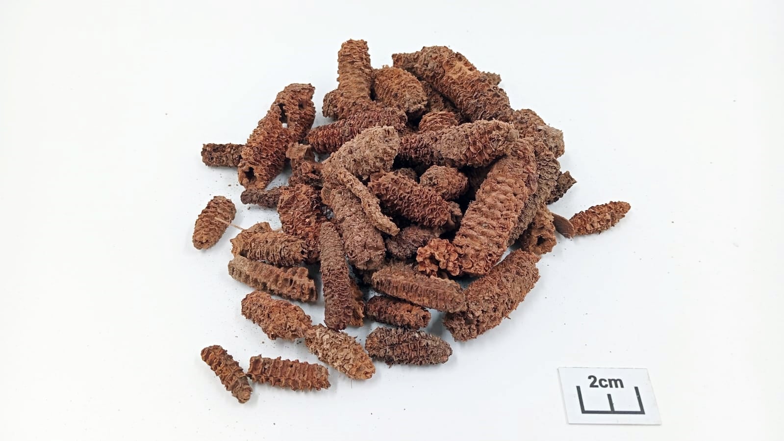 Se han descubierto restos óseos de antiguos habitantes, estructuras residenciales y vestigios de cultivos como maíz, frijol, lúcuma y algodón.