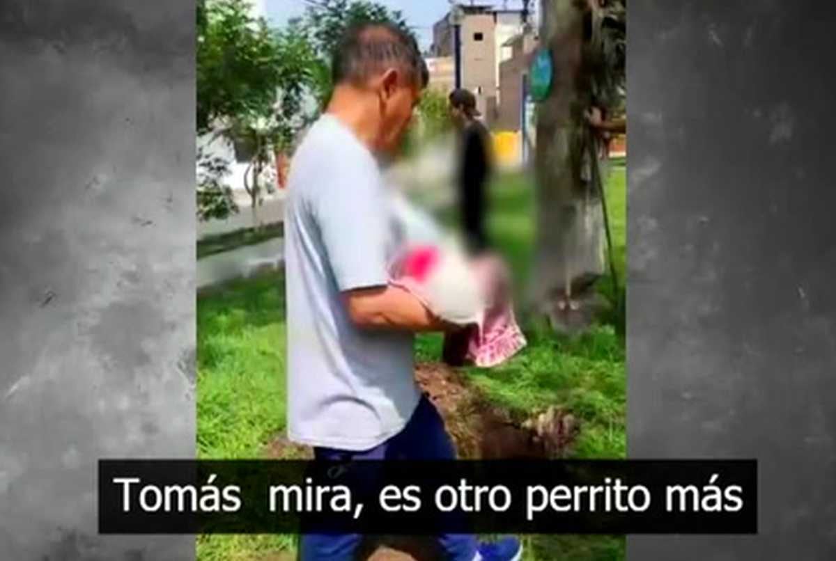 Fiscalía inicia investigación por la muerte de más de 20 perros en Santa Anita. Foto: América Noticias