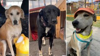 Gringo, Mauser y Negrita: tres perros perdidos que son incansablemente buscados por sus dueñas