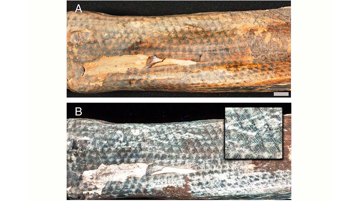 Tatuajes de momias de la cultura Chancay. | Foto: Andina