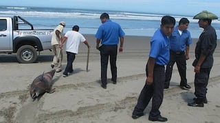 Pescadores hallaron mamíferos marinos muertos que vararon en costa de Lambayeque