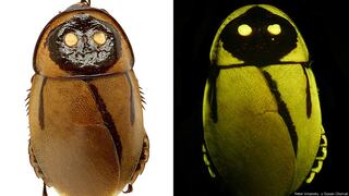 FOTOS: diez nuevas especies que maravillan al mundo