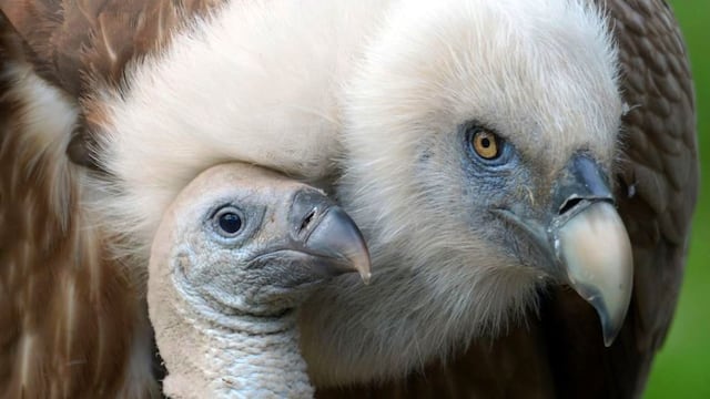 FOTOS: el cuidado y dedicación de las madres del reino animal con sus crías