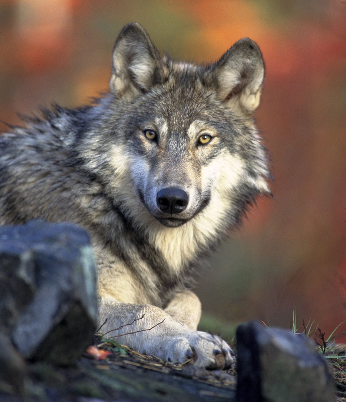 Varios lobos grises han atacado los ganados de algunos condados en California (Foto: HO / Servicio de Pesca y Vida Silvestre de EE.UU. / AFP)